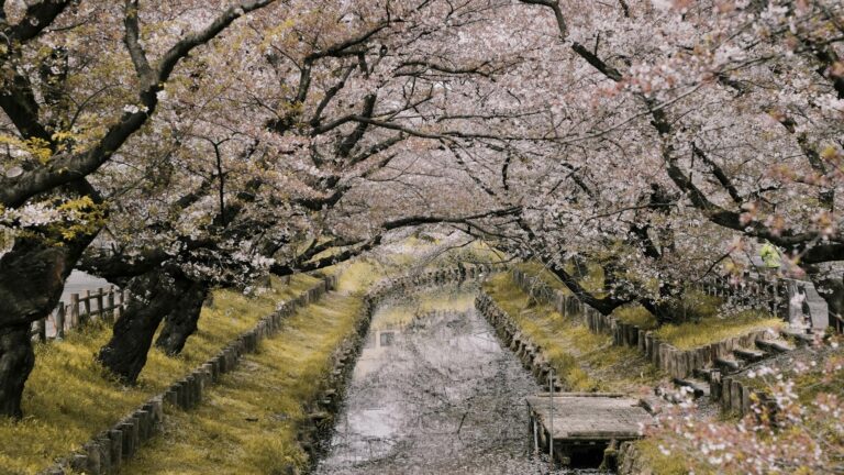 river between cherry blossoms